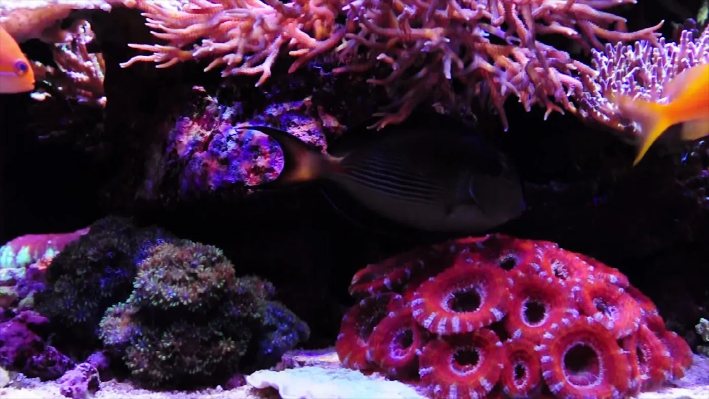 A populated reef aquarium: anthias, tangs and mixed stony corals