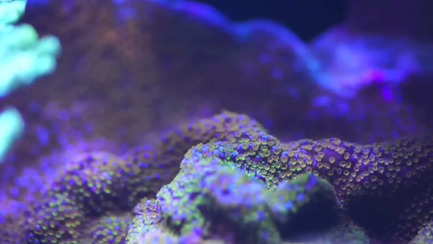 Soft coral moving in aquarium current under actinic reef lighting