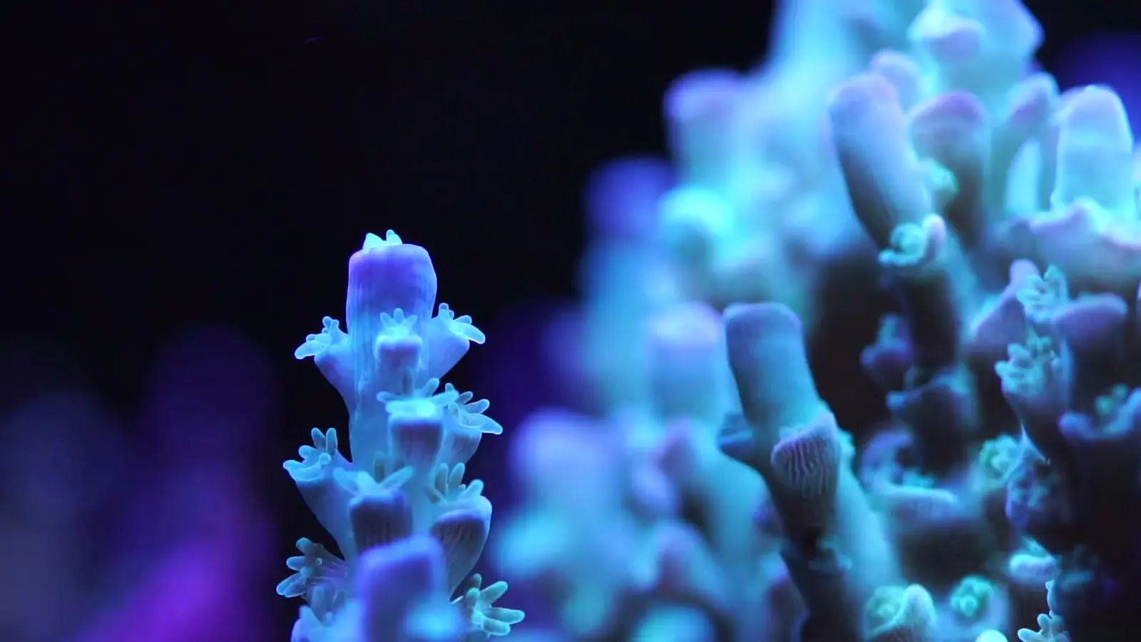 Blue Acropora coral under actinic reef lighting